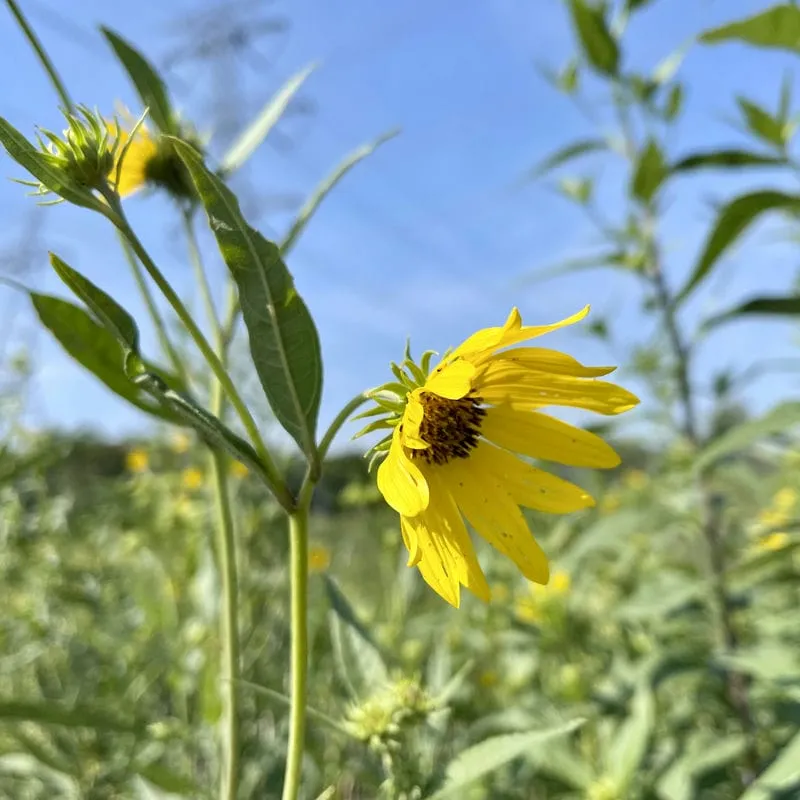 A drooping yellow flower in Minnesota