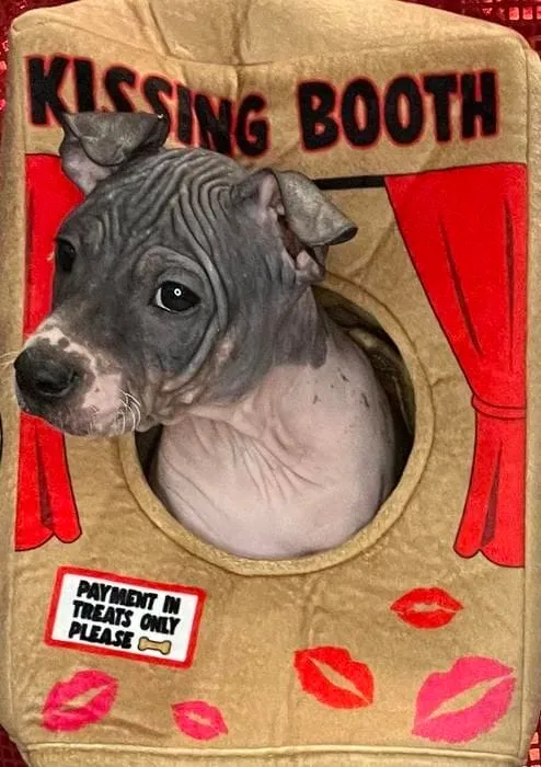 Cosmo who will soon become our puppy Ollie