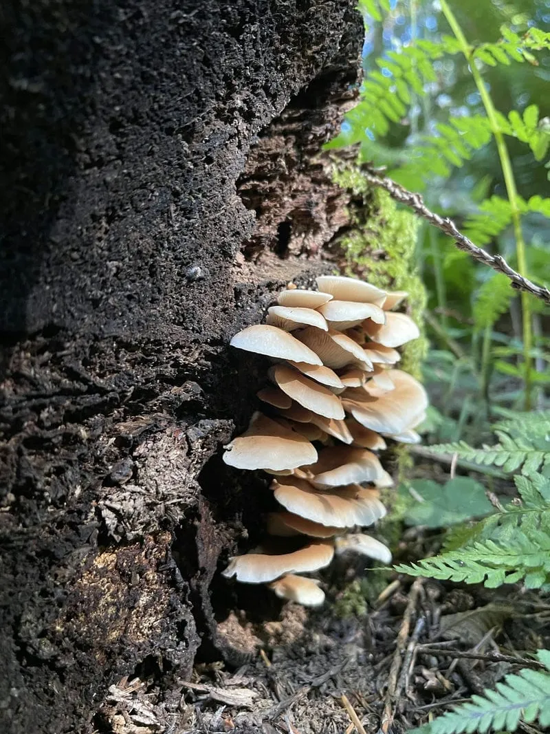 Beautifully dramatic mushrooms on a tree at Newberry Heritage Park