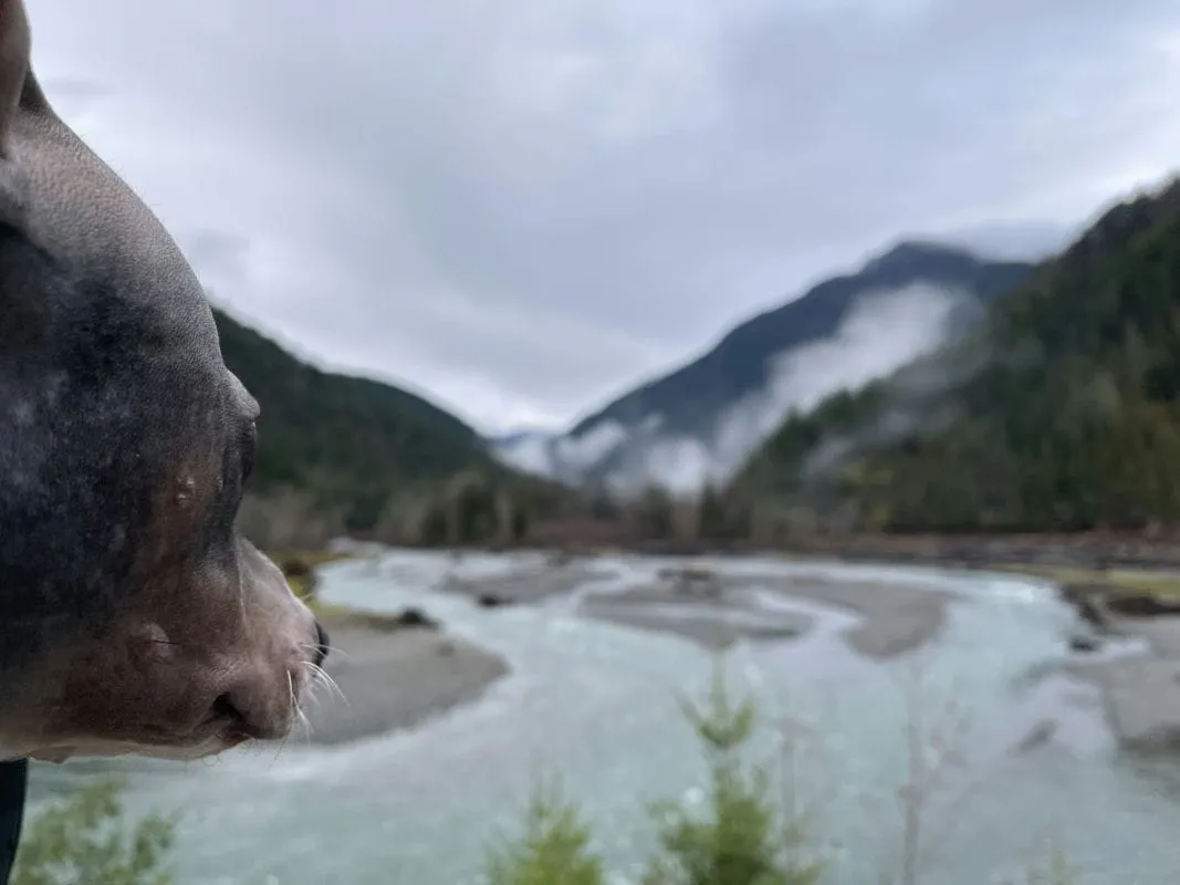 Ollie photobombing Lake Cushman