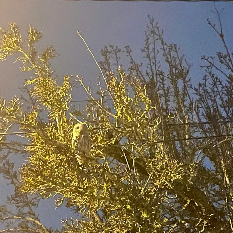 Owl in Manette