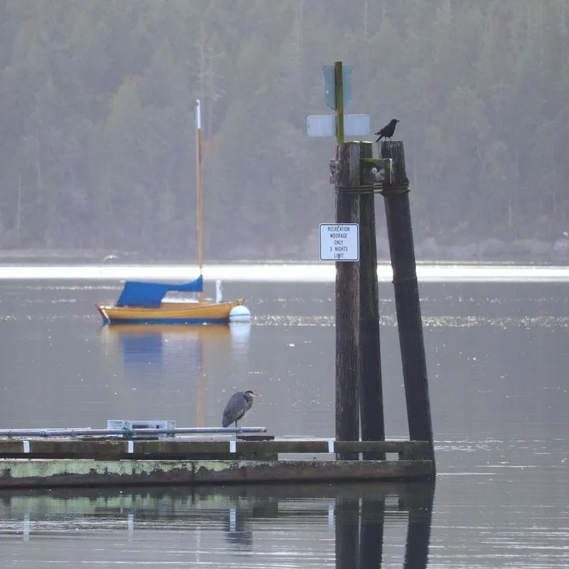 Mystery Bay - Great Blue Heron