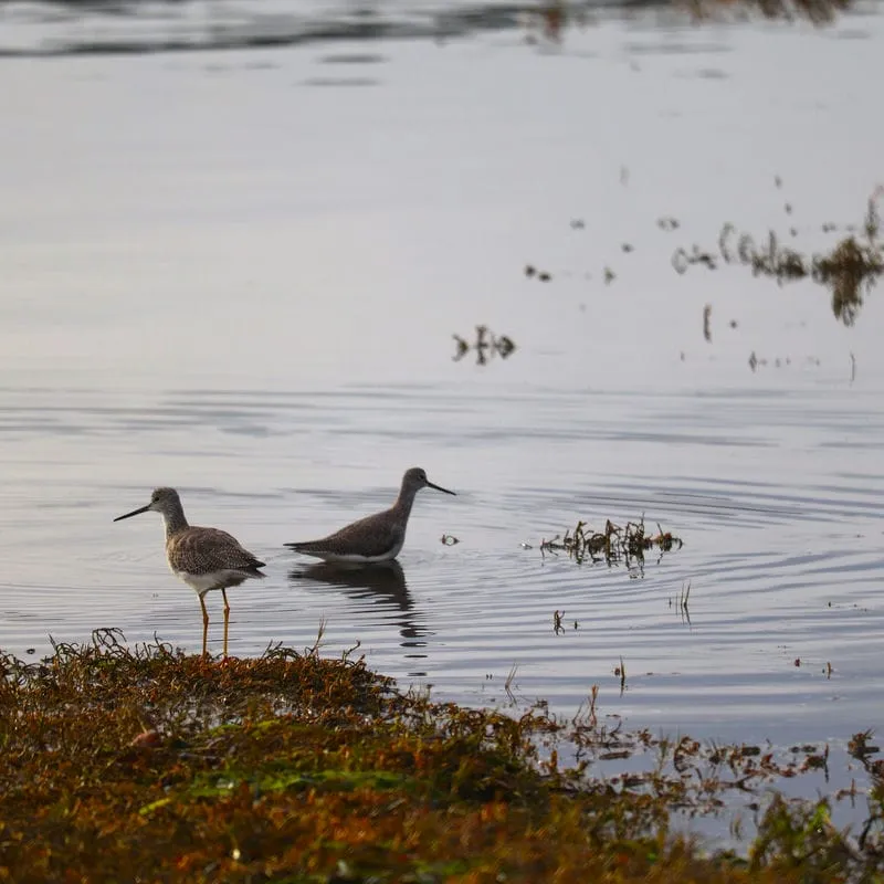Mystery Bay - Shore Birds