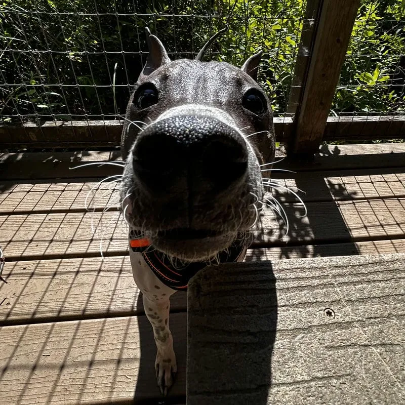 Ollie Nose Boopin' at Newberry on a Hike