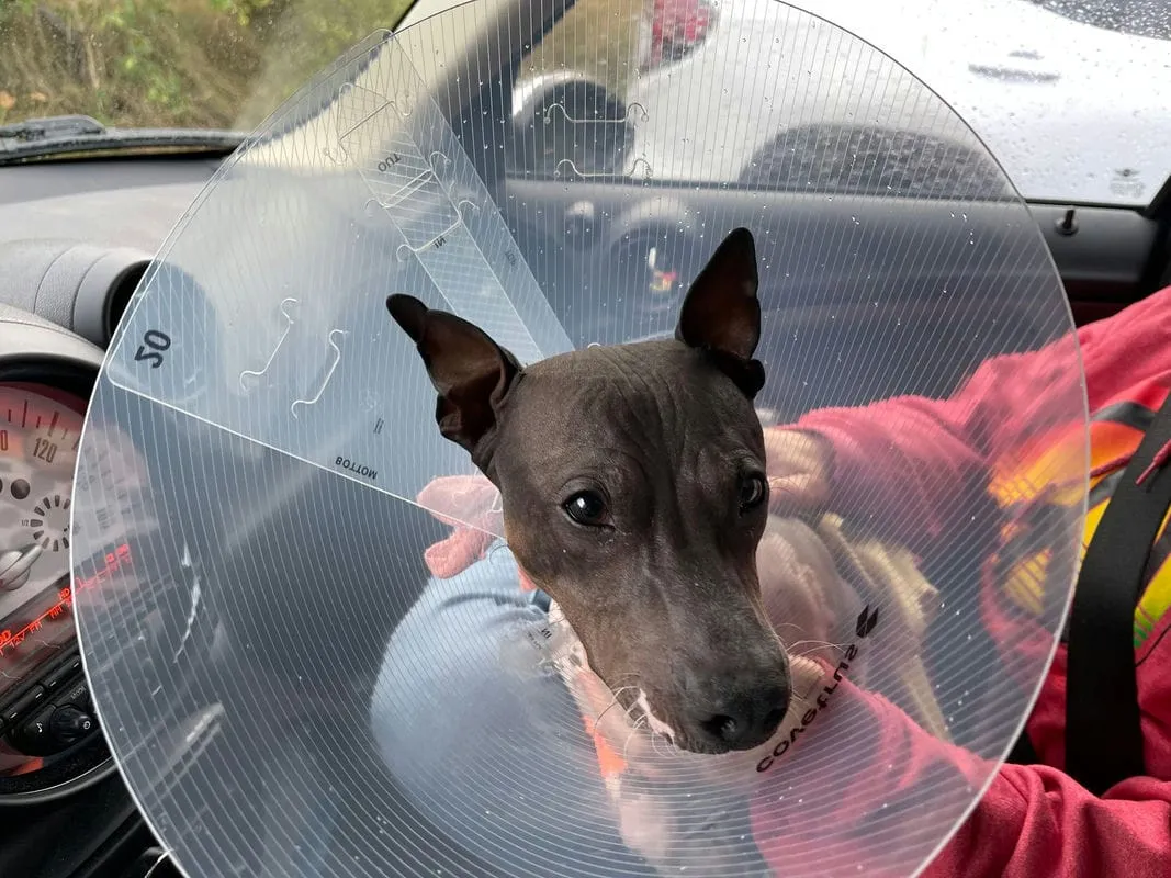 Ollie in a cone post op