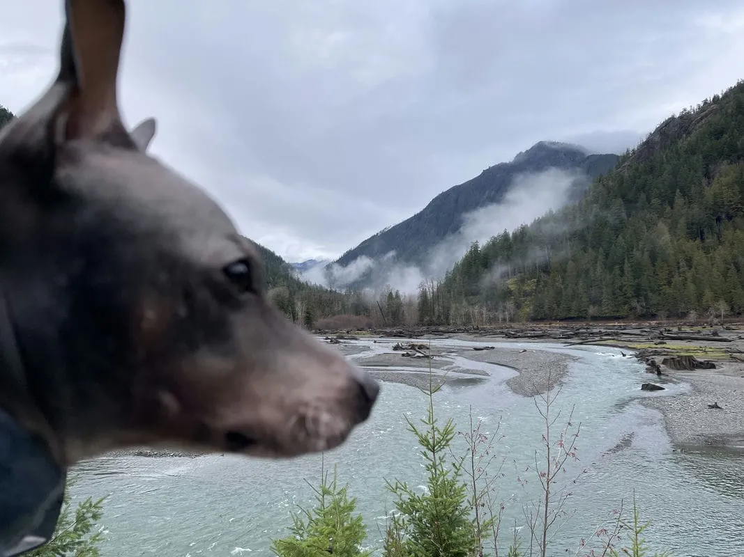 Lake Cushman photobombing Ollie