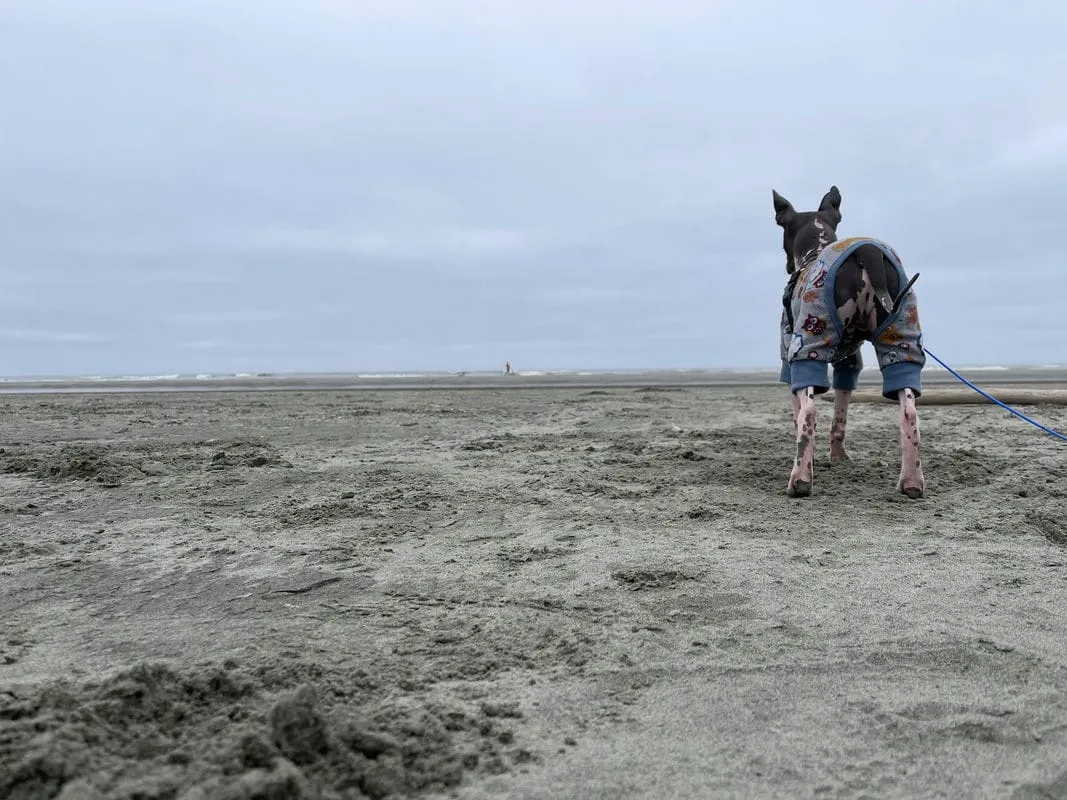 Ollie on the beach at Ocean Shores, WA