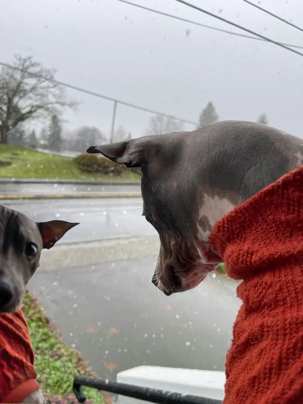 Ollie&#x27;s First Time Seeing Snow