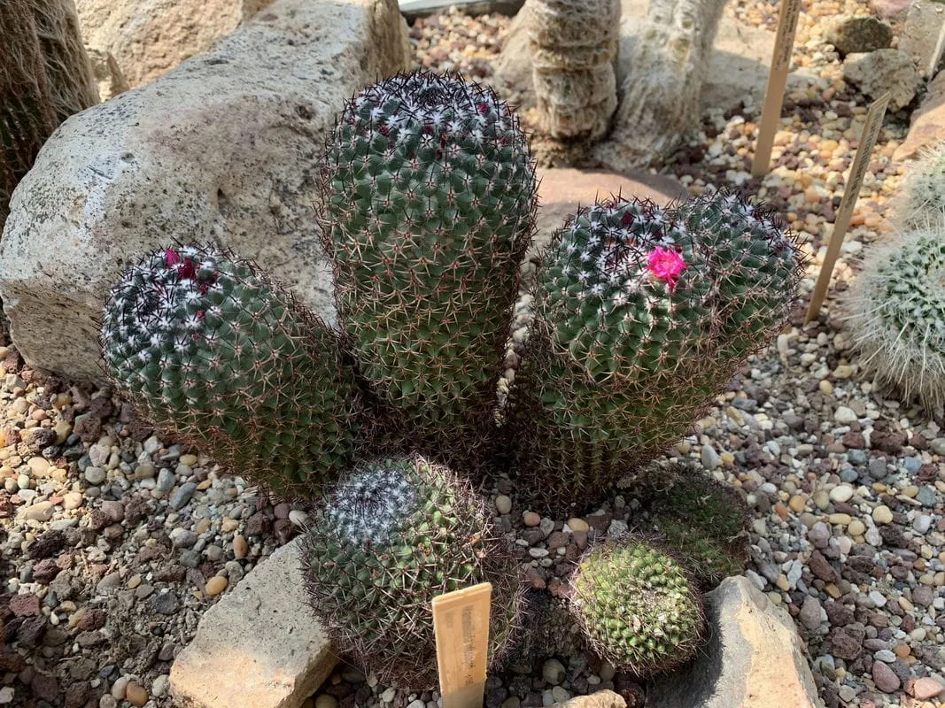 A cactus somewhere at Volunteer Park Conservatory in Seattle, WA