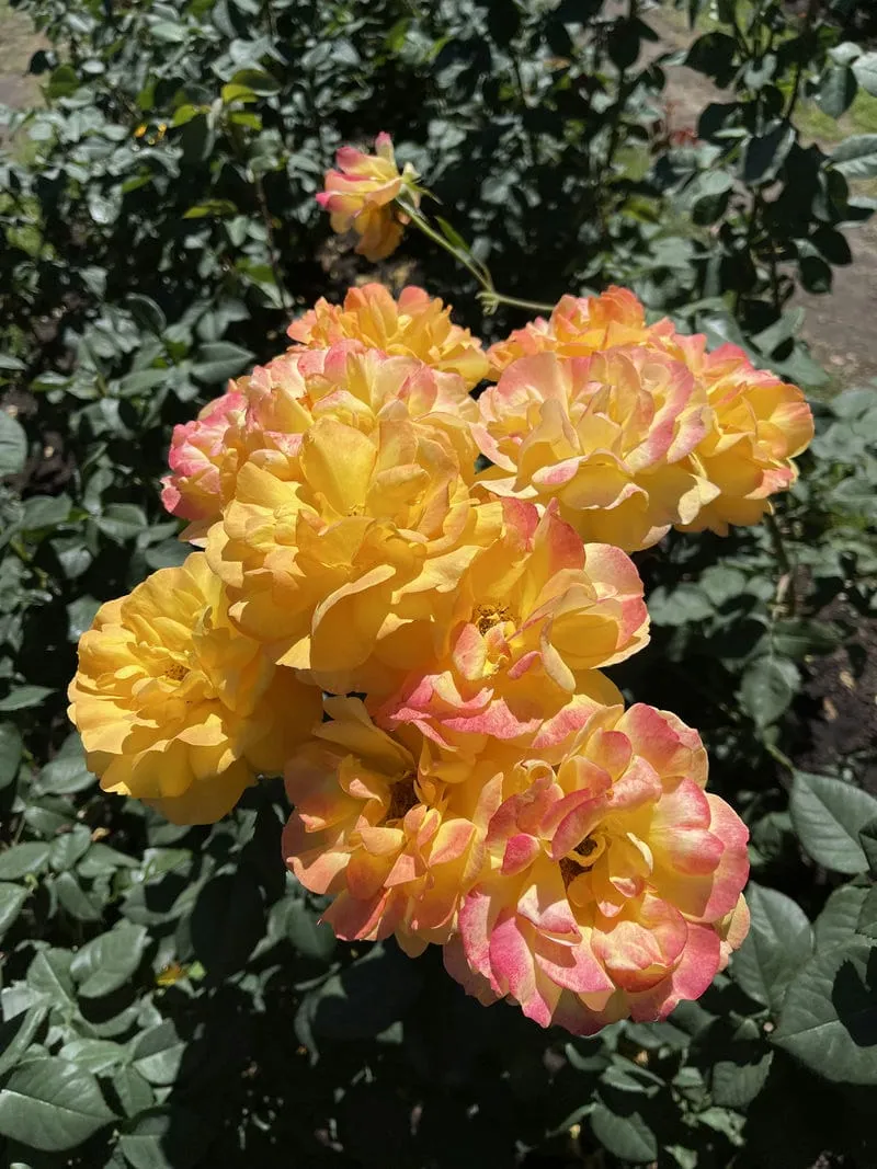 Pretty flowers at the International Rose Test Garden and Hoyt Arboretum at Washington Park