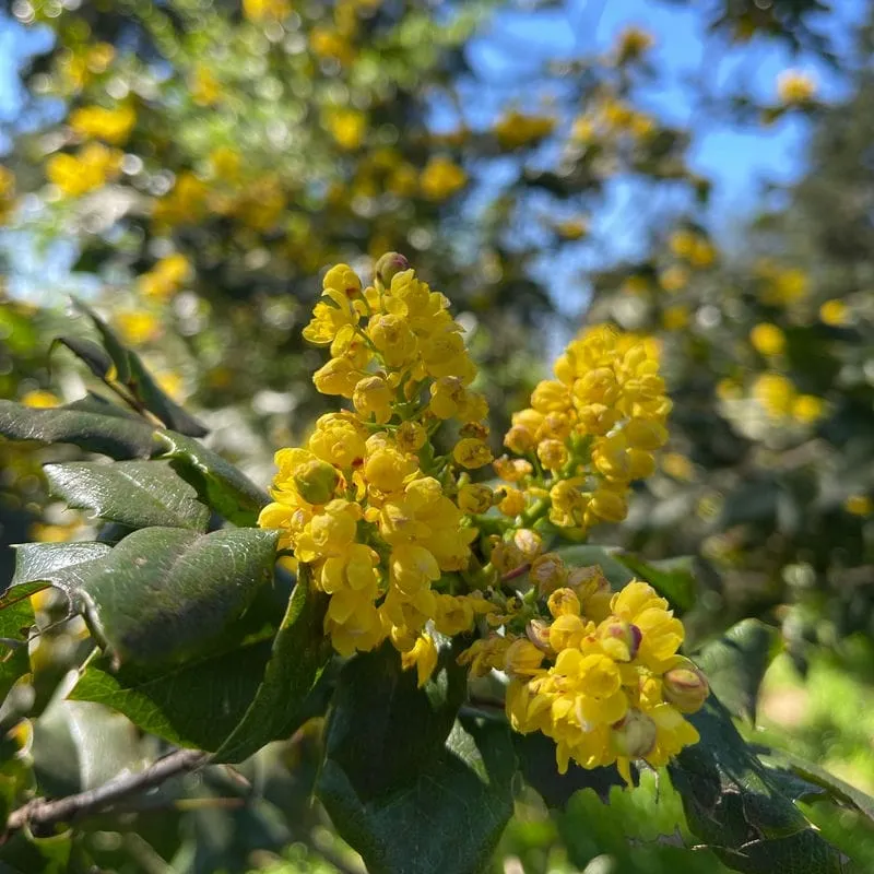 Yellow blossoms