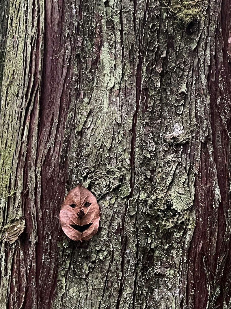 One of myriad leaf faces I find on my hikes