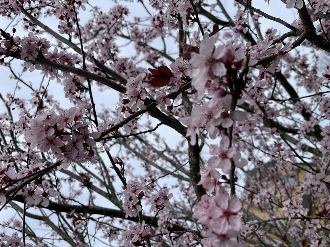 Cherry Blossoms in Bremerton