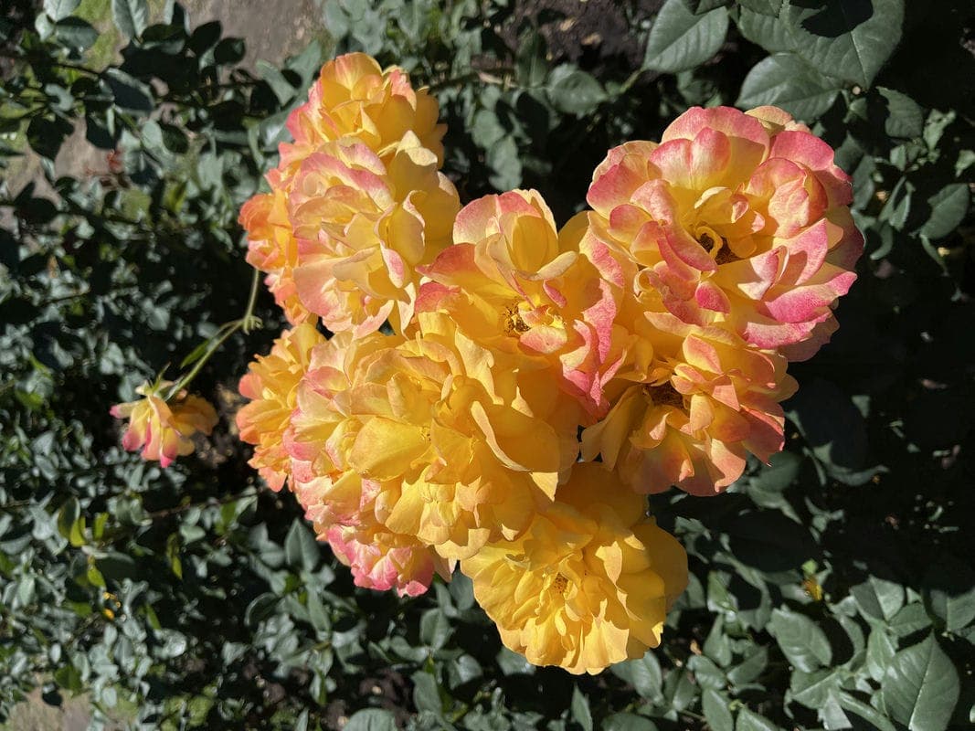 Pretty flowers at the International Rose Test Garden and Hoyt Arboretum at Washington Park