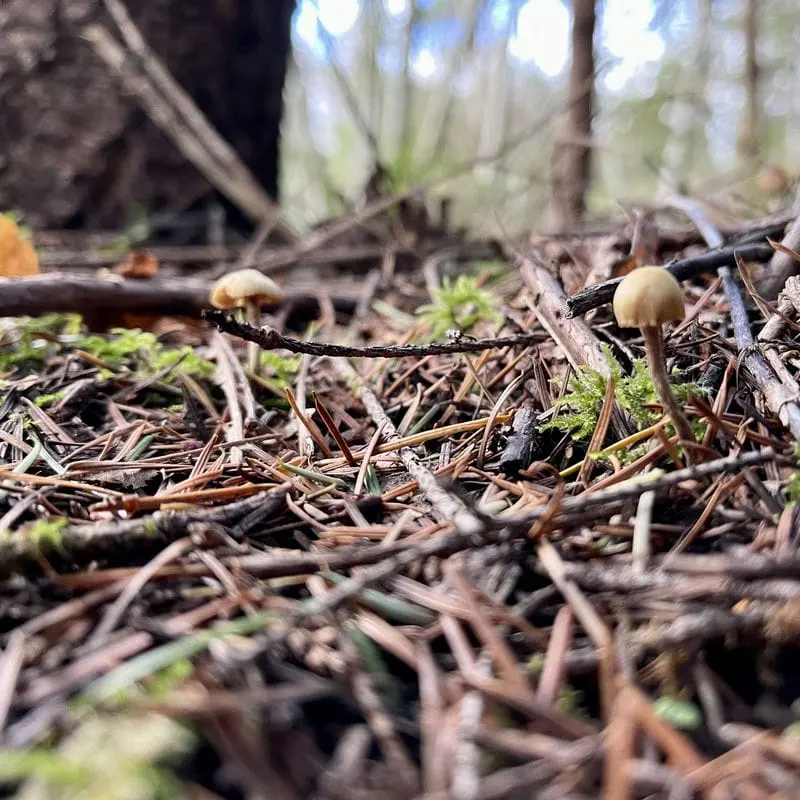 little mushrooms!