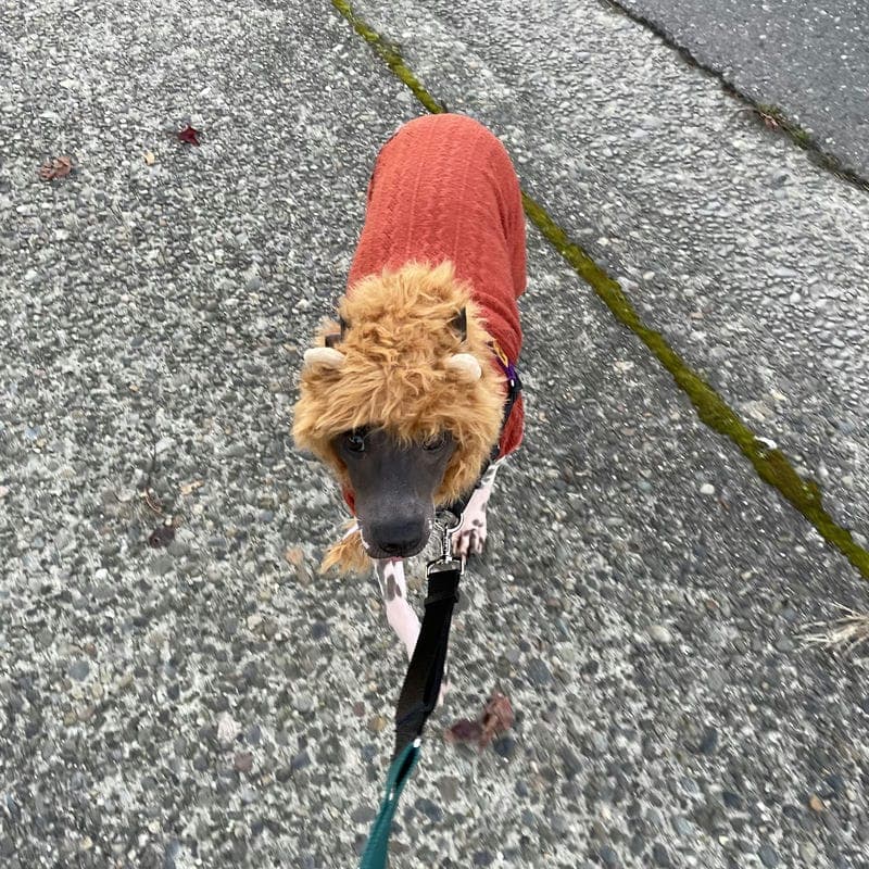 Ollie in his costume, which he only wore for a short time before deciding it was not to be